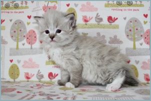 Male Siberian Kitten from Deedlebug Siberians